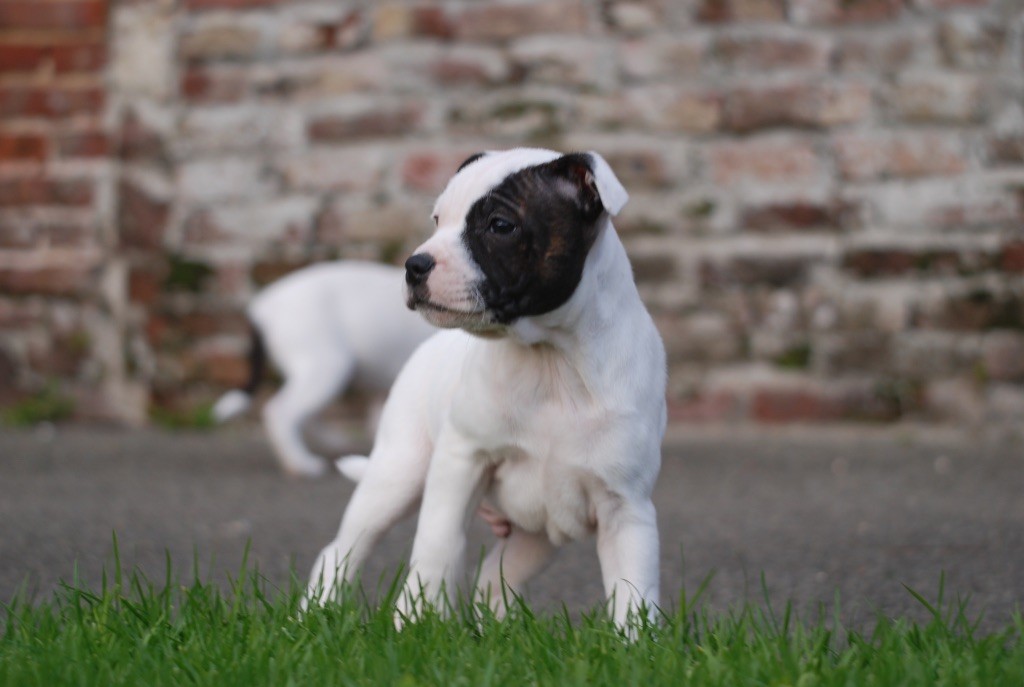 Marvel World Dog - Chiots disponibles - Staffordshire Bull Terrier