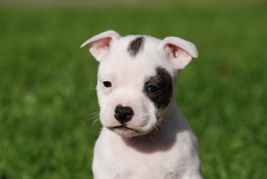 Marvel World Dog - Chiots disponibles - Staffordshire Bull Terrier