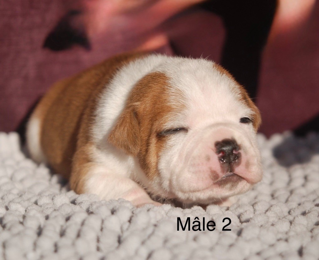 Marvel World Dog - Chiots disponibles - Staffordshire Bull Terrier