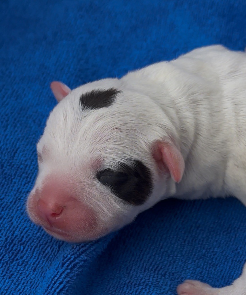 Marvel World Dog - Chiots disponibles - Staffordshire Bull Terrier